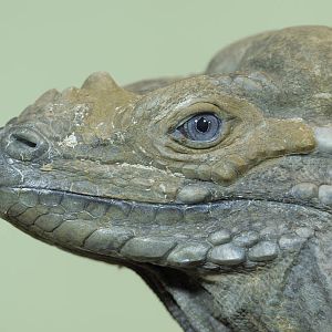 Rhinoceros iguana
