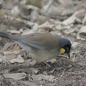 Blue-crowned laughing thrush