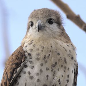 Mauritius kestrel