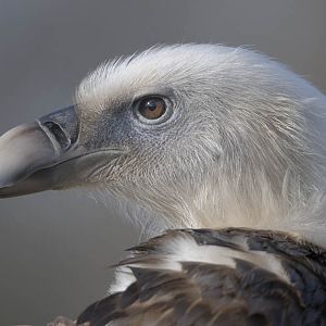 Griffon vulture