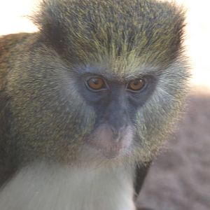 What kind of guenon is this?