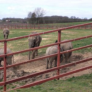 African Elephant Herd, Howletts, 14 March 09