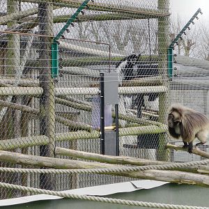 Gelada Aggression, Howletts, 14 March 09