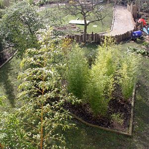 New Babirusa Enclosure - 1