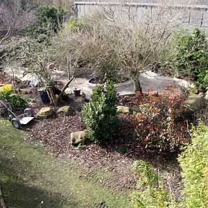 New Babirusa Enclosure - 2