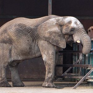 African Elephant Bull Jums, Howletts, 14 March 09