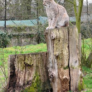 Northern Lynx, Howletts, 14 March 09