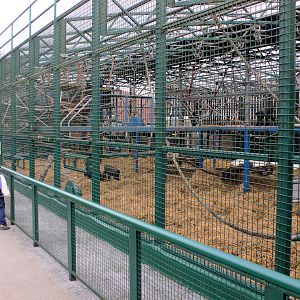 Gorilla cage, Howletts, 14 March 09