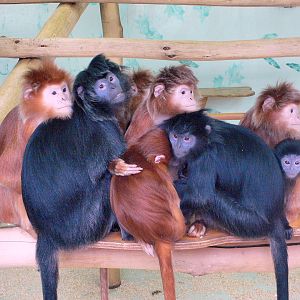 Javan Langurs, Howletts, 14 March 09