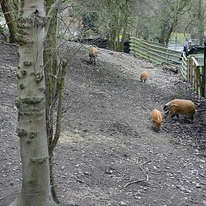 Red River Hog Exhibit, Howletts, 14 March 09