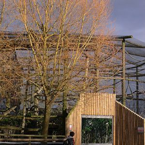 Moloch Gibbon Exhibit, Howletts, 14 March 09