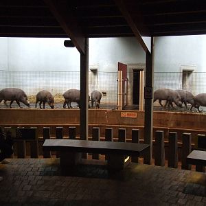 Bearded Pig herd, indoor holding area, Casson Pavilion