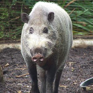 Bearded Pig, Casson Pavilion