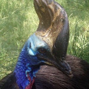 Double-wattled Cassowary (Casuarius casuarius)
