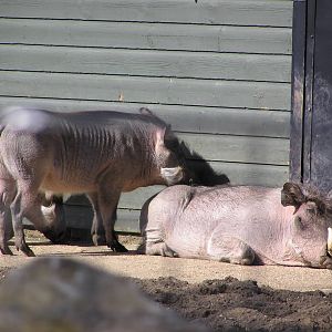 Warthogs