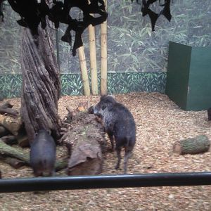 Warty Pig1