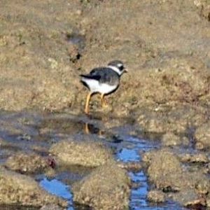 Greater Ringed Plover (Charadrius hiaticula)