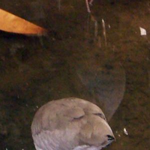 Yellow-masked Plovers (Vanellus miles)