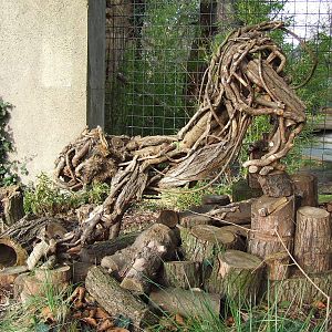 Tiger Sculpture, Recycled Sculpture Show 2008, Lion Terraces