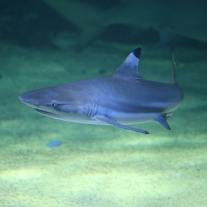 Blacktip Reef Shark
