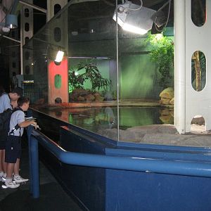 Crocodile Exhibit