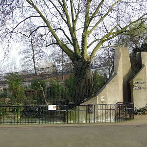 Sumatran Tiger exhibit, Lion Terraces