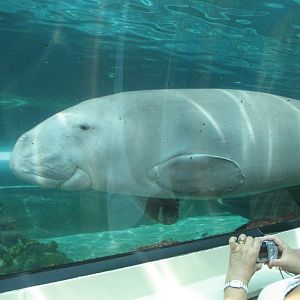 Dugong