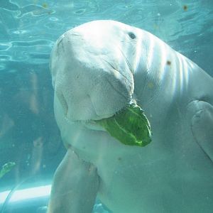 Dugong feeding