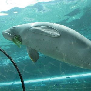 Dugong feeding