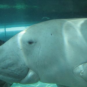 Dugong