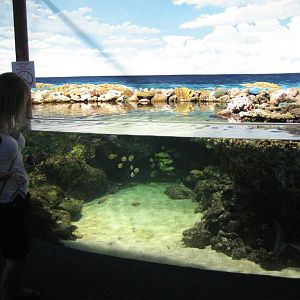 Great Barrier Reef display