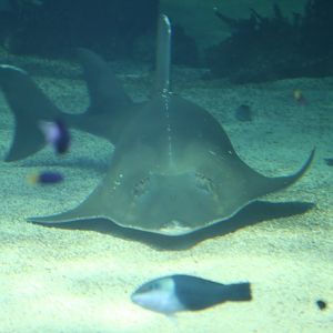 Guitarfish