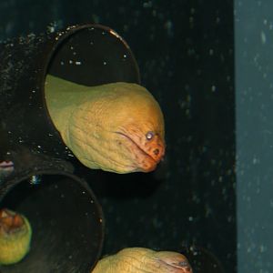 Moray Eels