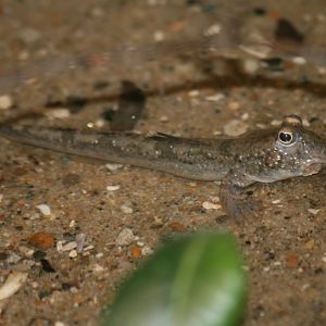 Mudskipper