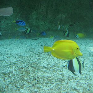 Fish varieties in Oceanarium