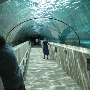 Oceanarium tunnel