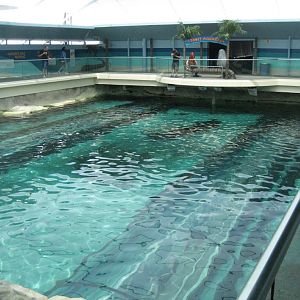 Oceanarium Pool with Dugongs