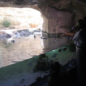Fairy Penguin exhibit