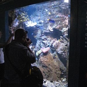 Reef Tank