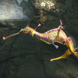 Seadragon