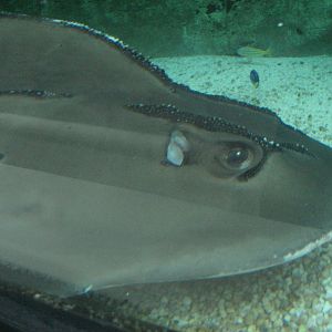 Shark Ray