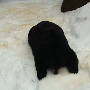 American Black Bear on snow