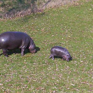 Pygmy Hippo