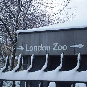 London Zoo in the snow