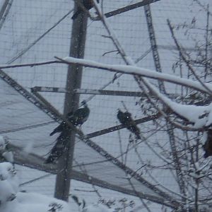 London Zoo in the snow