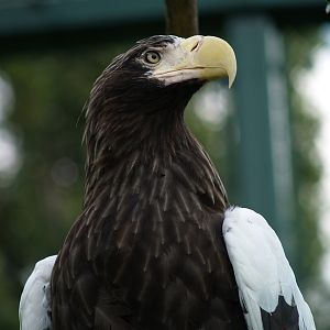 Steller's Sea Eagle (Haliaeetus pelagicus)