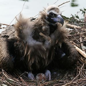 Eurasian Black Vulture with Egg