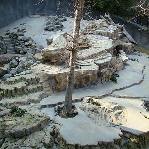 Turkomen Markhor exhibit