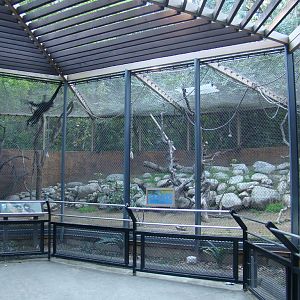 Buff-cheeked Gibbon exhibit