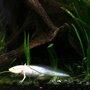 Albino axelotl (Ambystoma mexicanum)